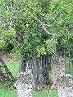 Martinique2003 013